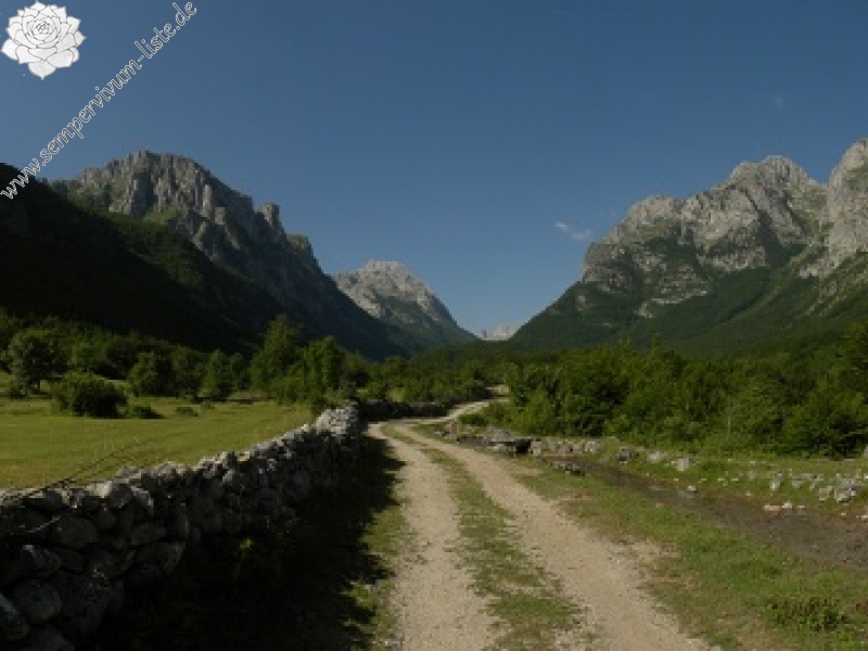 heuffelii (glabrum) from Gornje Vusanje