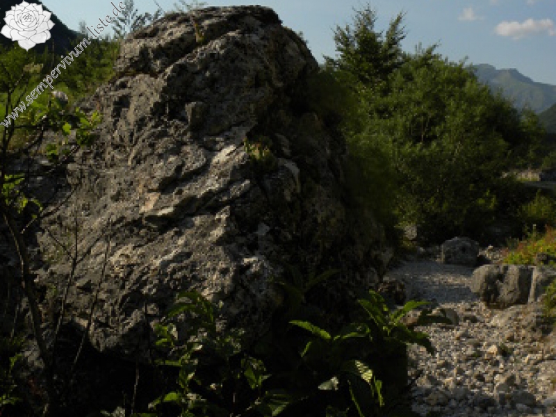 heuffelii (glabrum) from Gornje Vusanje