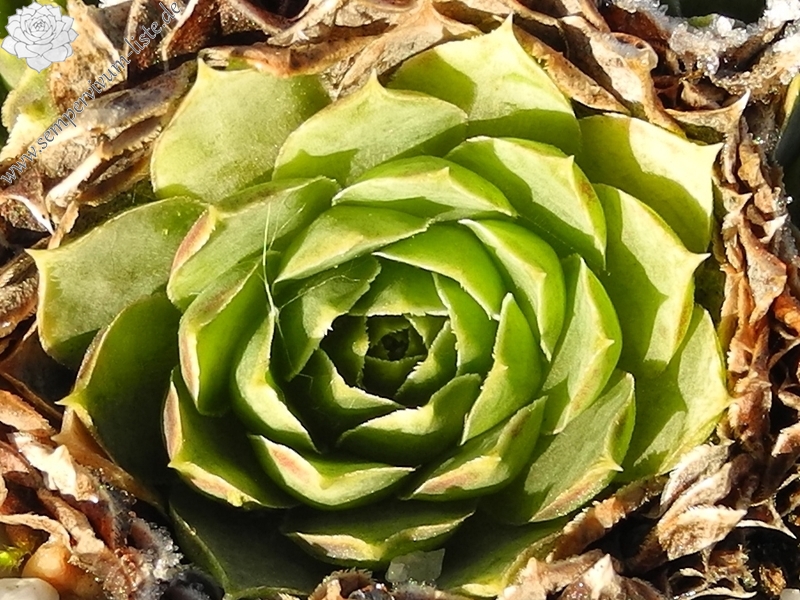 heuffelii (glabrum) from Hajla