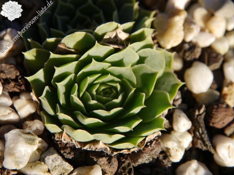 heuffelii (glabrum) from Hajla