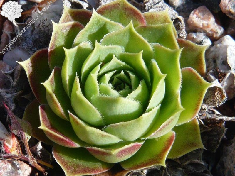 heuffelii (glabrum) from Hajla