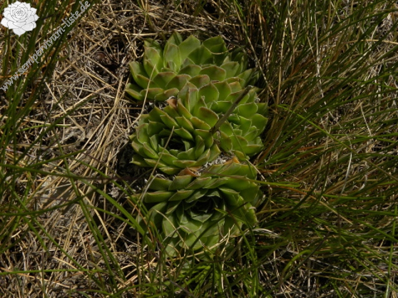 heuffelii (glabrum) from Kom Vasojevički (Gipfel)