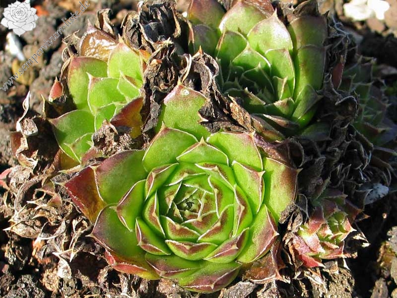 heuffelii (glabrum) from Kopaonik