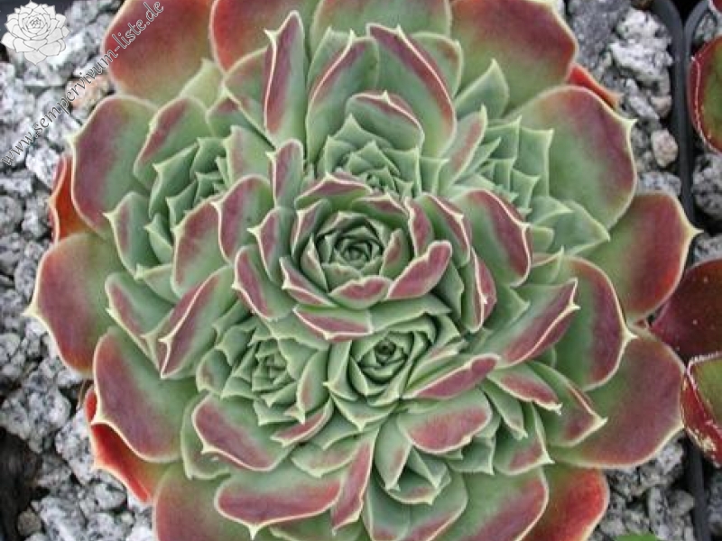 heuffelii (glabrum) from Ljuboten