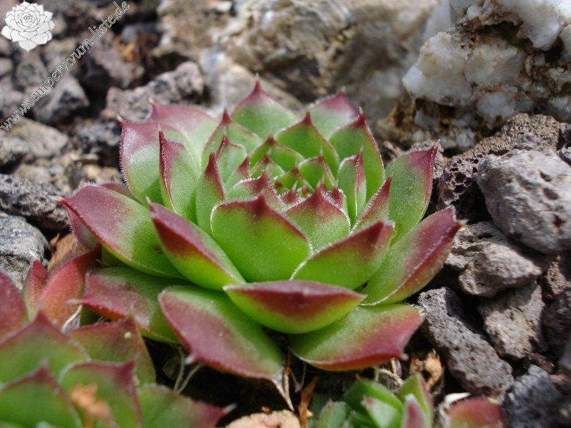 heuffelii (glabrum) from Osljak