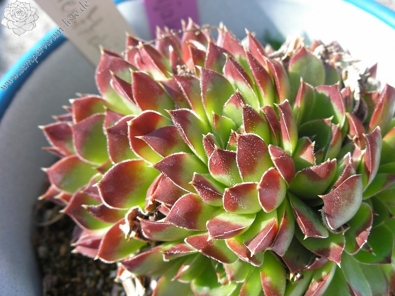 heuffelii (glabrum) from Osljak