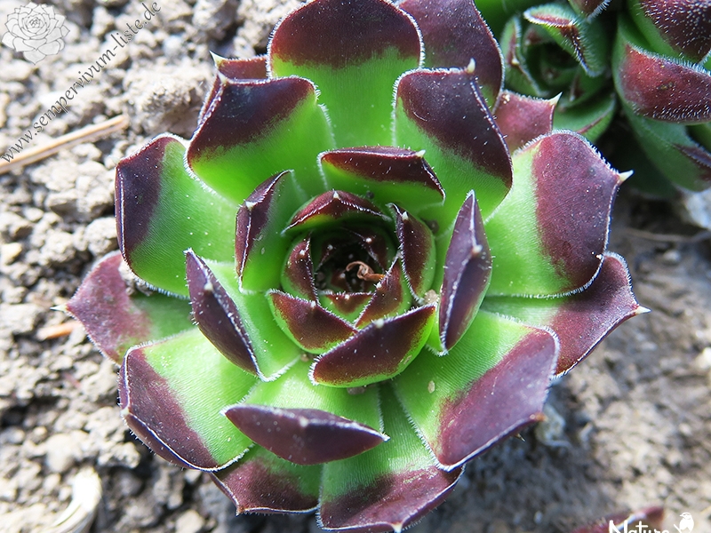 heuffelii (glabrum) from Osljak