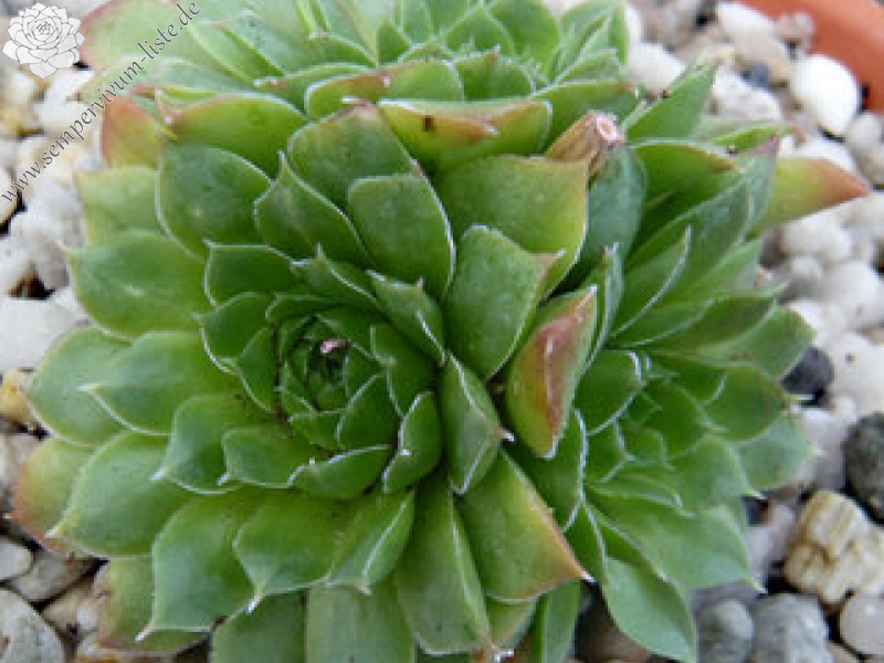 heuffelii (glabrum) from Osljak