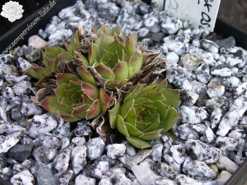 heuffelii (glabrum) from Osljak