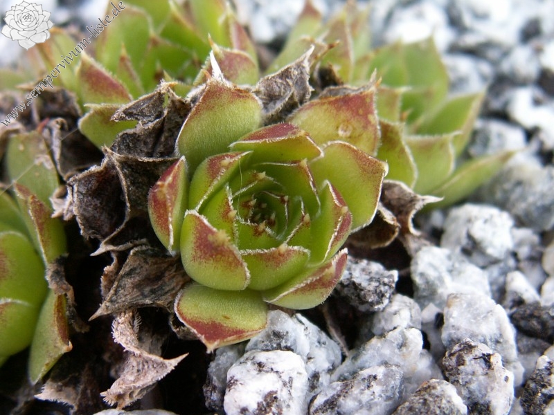 heuffelii (glabrum) from Osljak