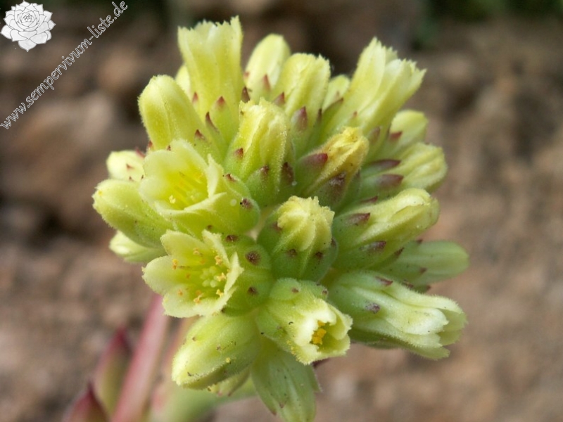 heuffelii (glabrum) from Osljak
