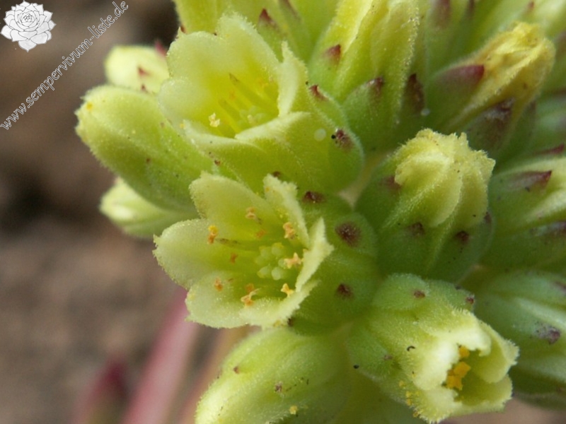 heuffelii (glabrum) from Osljak