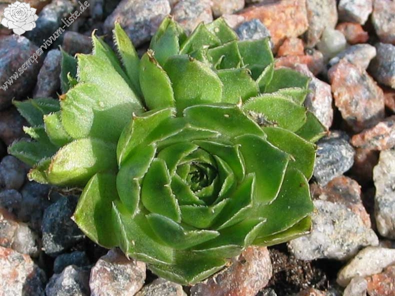 heuffelii (glabrum) from Ossa