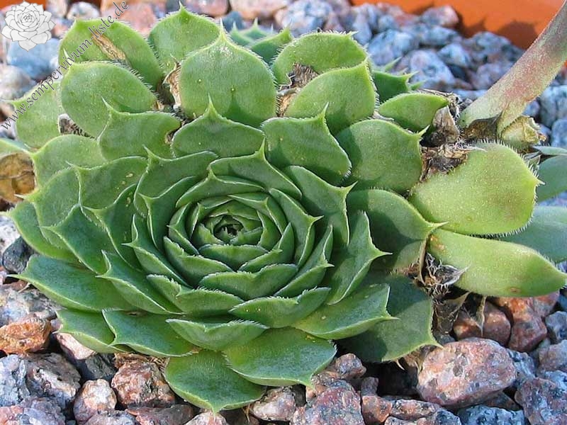 heuffelii (glabrum) from Ossa