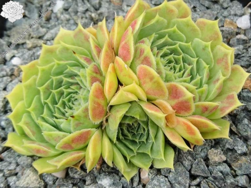 heuffelii (glabrum) from Ossa