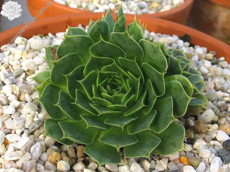 heuffelii (glabrum) from Ossa