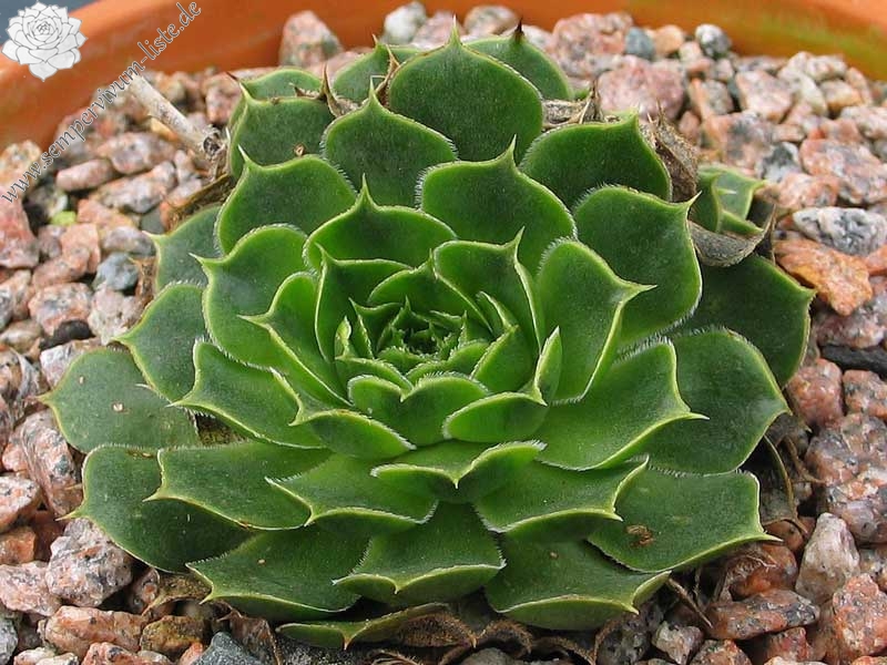 heuffelii (glabrum) from Ossa