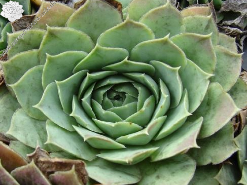 heuffelii (glabrum) from Pašina glava