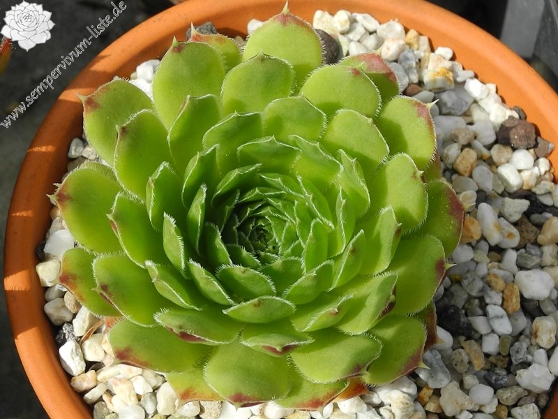 heuffelii (glabrum) from Poljana