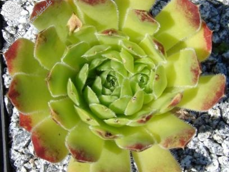 heuffelii (glabrum) from Poljana