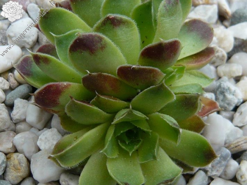 heuffelii (glabrum) from Rhodopen