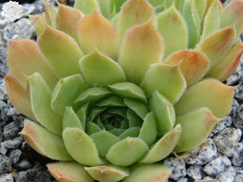 heuffelii (glabrum) from Rhodopen