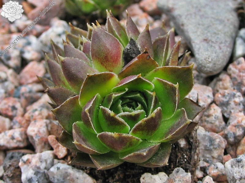heuffelii (glabrum) from Sarajevo