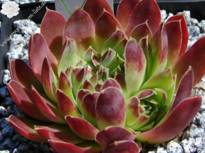 heuffelii (glabrum) from Sarajevo