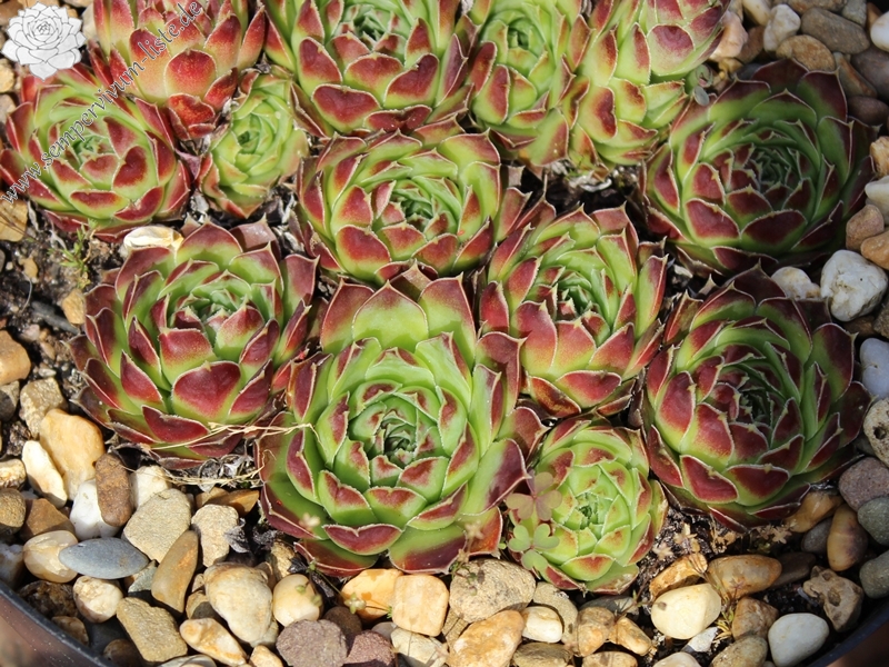 heuffelii (glabrum) from Sarajevo