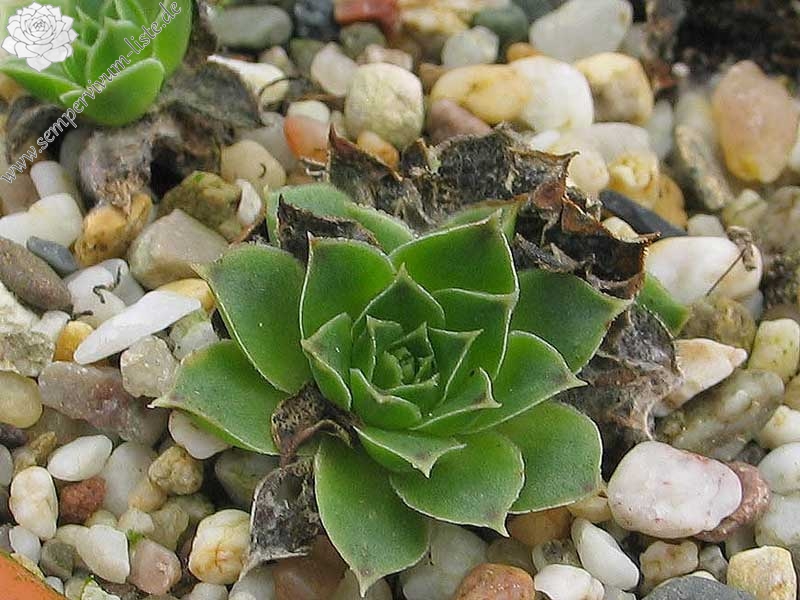 heuffelii (glabrum) from Sarajevo