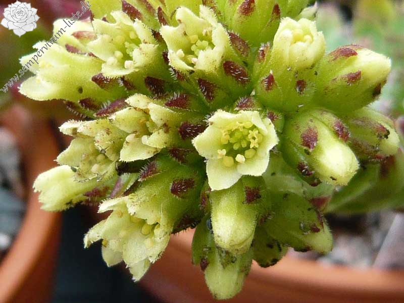 heuffelii (glabrum) from Sarajevo