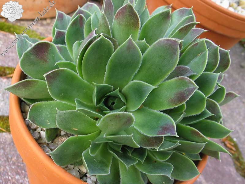 heuffelii (glabrum) from Sokol