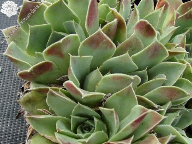 heuffelii (glabrum) from Sokol