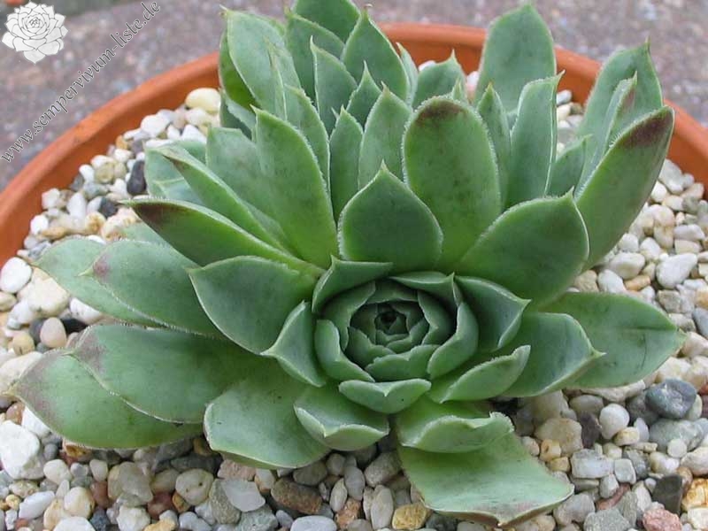 heuffelii (glabrum) from Sokol