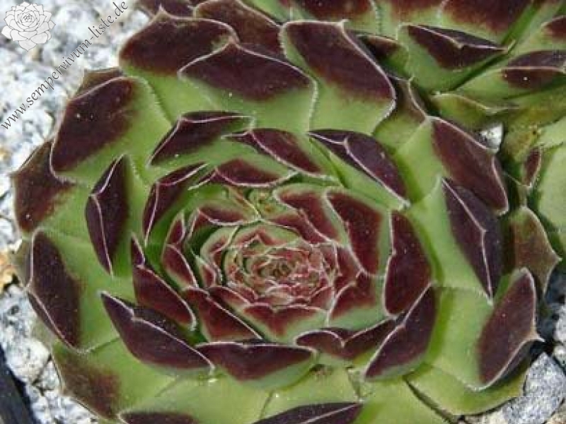 heuffelii (glabrum) from Stogovo