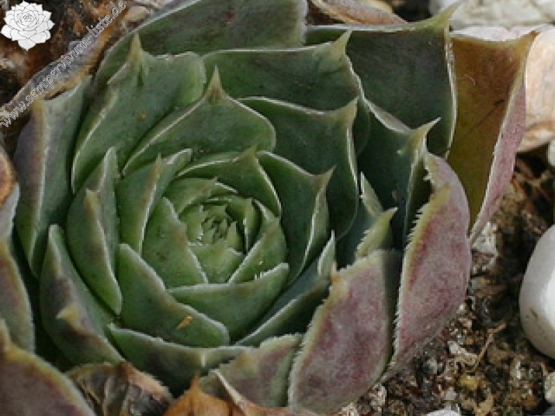 heuffelii (glabrum) from Treska Gorge