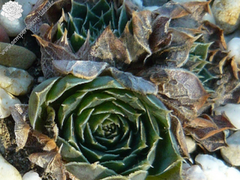 heuffelii (glabrum) from Treska Gorge