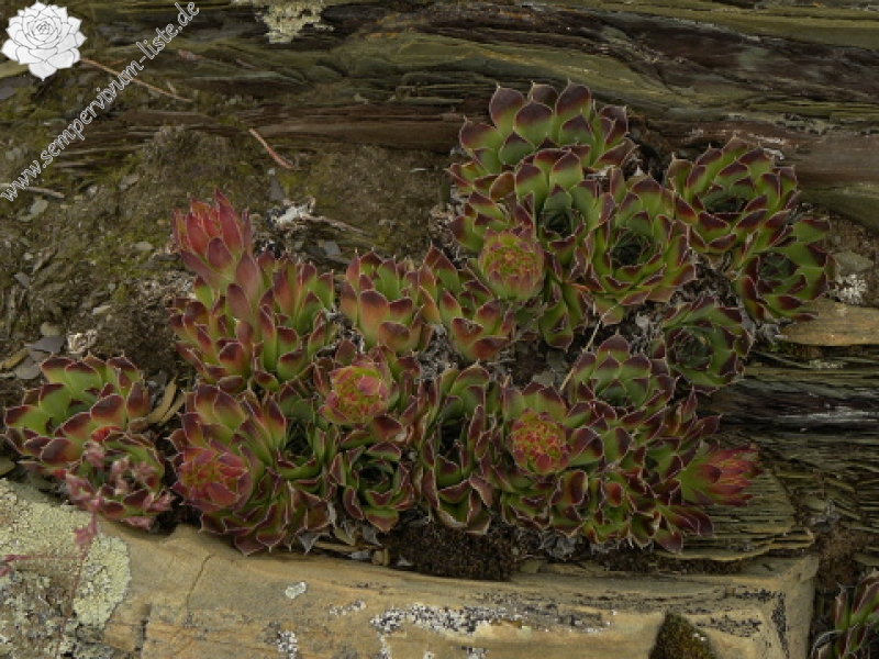 heuffelii (glabrum) from Valušnica (Gipfel des Talijanka)