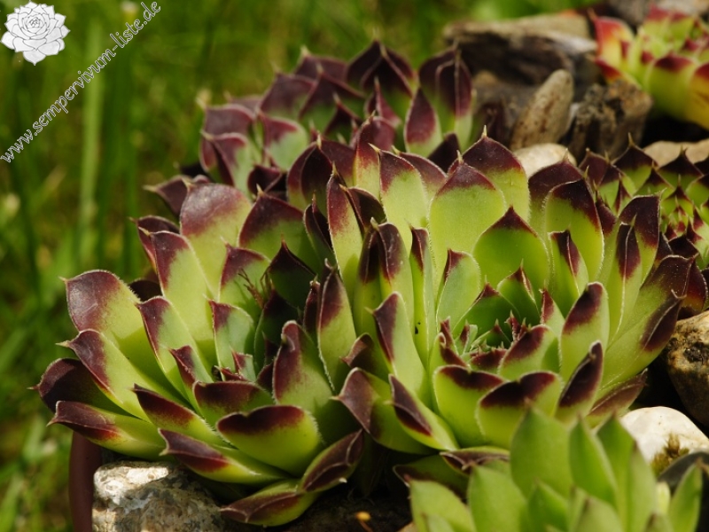 heuffelii (glabrum) from Valušnica (Gipfel des Talijanka)