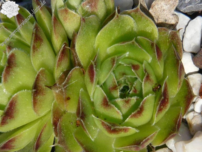 heuffelii (glabrum) from Vitse