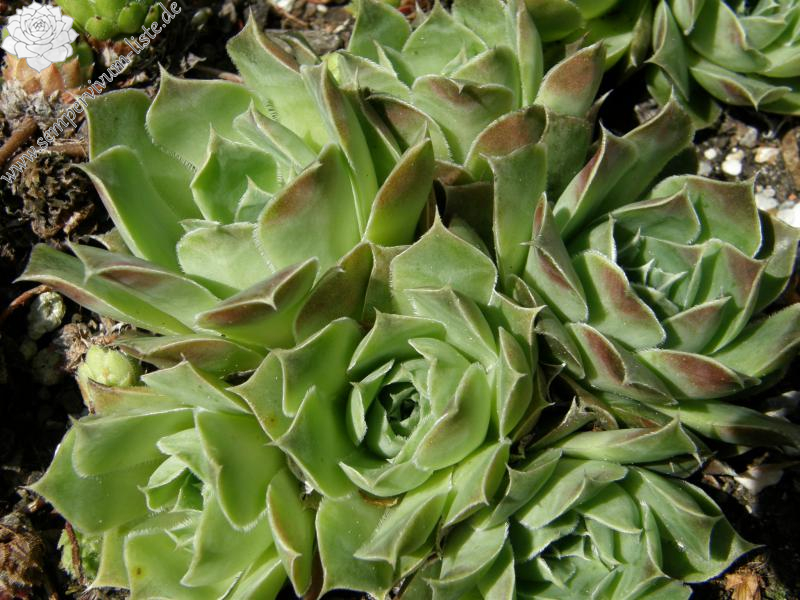 heuffelii (glabrum) from Vitse