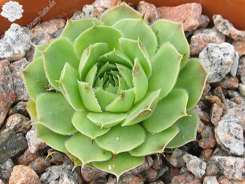 heuffelii (glabrum) from Vitse