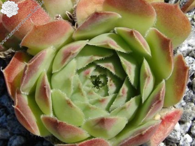 heuffelii (glabrum) from Vitse