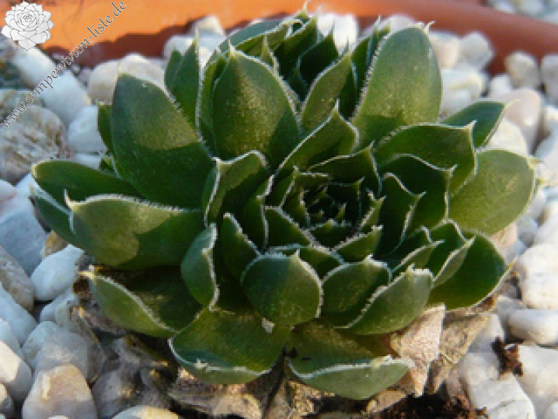 heuffelii (glabrum) from Vitse