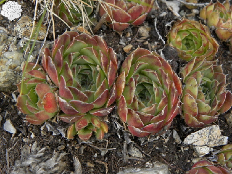 heuffelii (glabrum) from Vreteno
