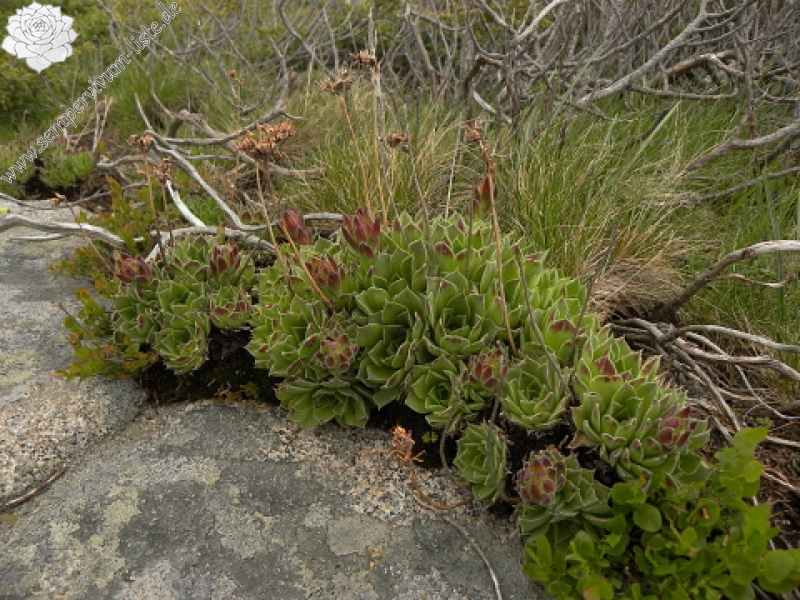 heuffelii (heuffelii) from Cherni vrah