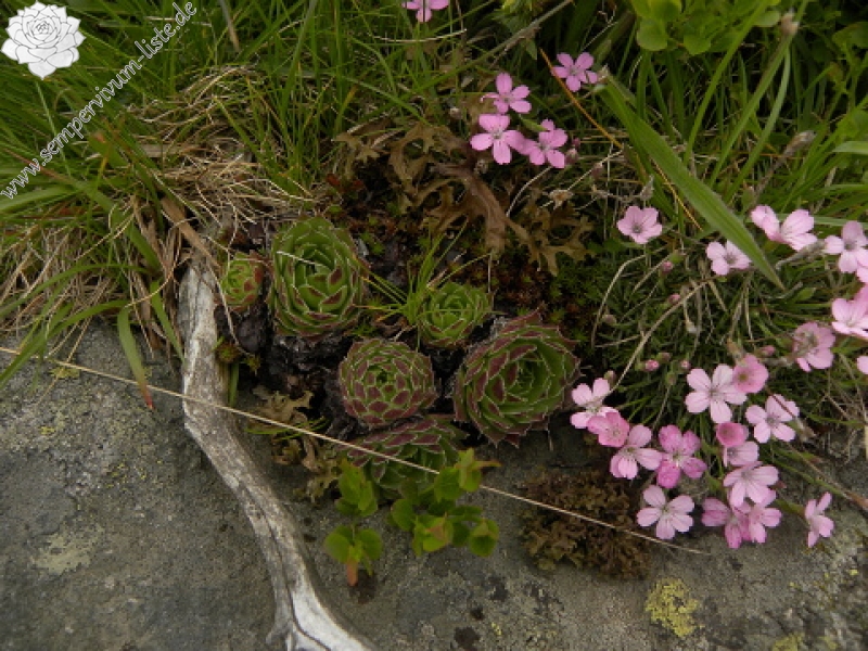 heuffelii (heuffelii) from Cherni vrah
