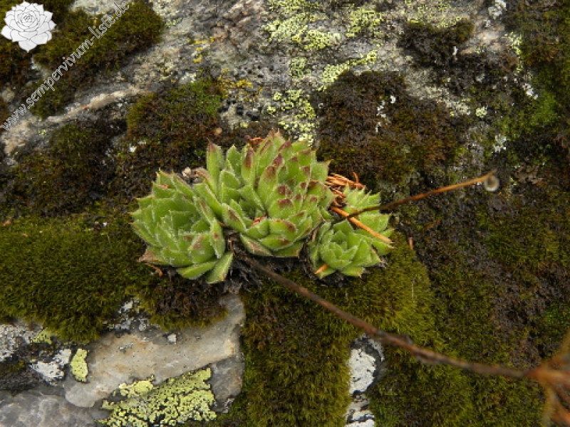 heuffelii (heuffelii) from Popovokapski ezero