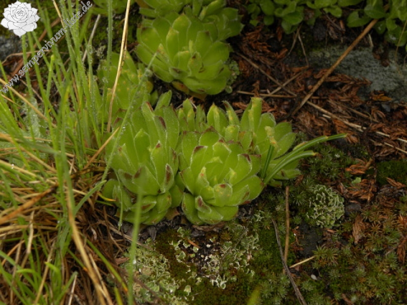 heuffelii (heuffelii) from Popovokapski ezero