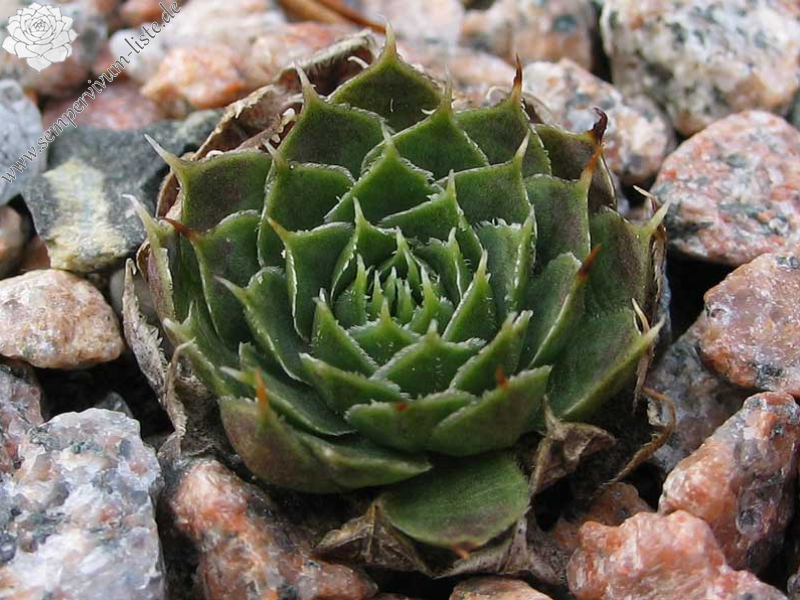 heuffelii (kapaenianum)